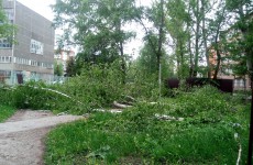 В Пензе у НИИ «Контрольприбор» начали пилить деревья