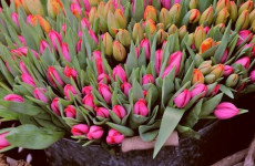 В Пензе открылись цветочные ярмарки