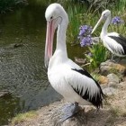 В Пензе пеликан растерзал голубя