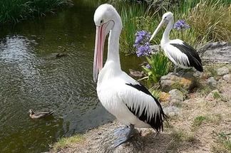 В Пензе пеликан растерзал голубя