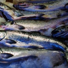 В Пензенской области забраковали более полутонны подозрительной рыбы