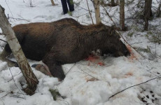 В Пензе открыт сезон охоты на браконьеров