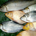 В Пензенской области торговали небезопасной рыбой