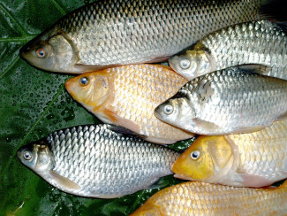 В Пензенской области торговали небезопасной рыбой