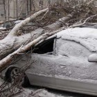За падение дерева на три автомобиля пензенское ООО «УК «Альфа» заплатит 250 тысяч рублей