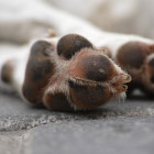 В Пензенской области нашли висящий на дереве труп собаки