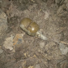 Житель Пензы обнаружил на улице гранату