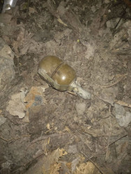 Житель Пензы обнаружил на улице гранату