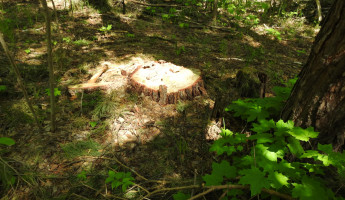 Житель Пензенской области дорого заплатит за срубленное дерево
