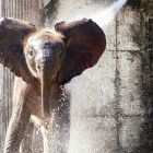 Спасите животных! Пензенский зоопарк просит помощи