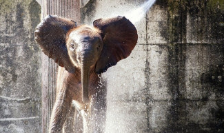 Спасите животных! Пензенский зоопарк просит помощи