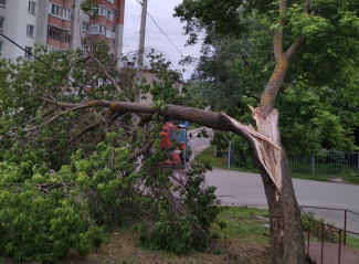 В Пензе убрали около 40 поваленных ураганом деревьев