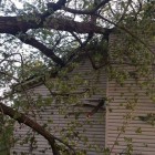 Дерево огромных размеров упало на двухэтажный дом в Пензе