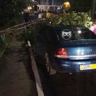 В Пензе падающие от урагана деревья осложнили жизнь автомобилистам