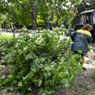 Ураган в Пензе повалил около 50 деревьев