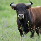 Вес быка, убившего мужчину из Пензенской области, составлял около тонны