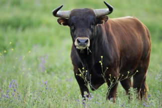 Вес быка, убившего мужчину из Пензенской области, составлял около тонны
