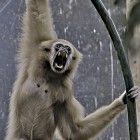 В День города в зоопарке пензенцы смогут услышать «поющих» гиббонов