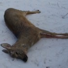 В Пензенской области браконьер заплатит 50 тысяч рублей за убийство 2 косуль