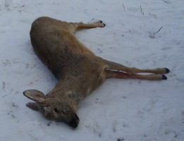 В Пензенской области браконьер заплатит 50 тысяч рублей за убийство 2 косуль