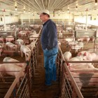  Представители ПАО «Группа Черкизово» хотят отстроить свинофермы под Пензой 