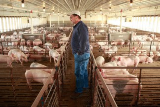  Представители ПАО «Группа Черкизово» хотят отстроить свинофермы под Пензой 