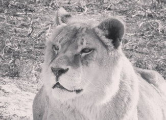 В Пензе умерла 23-летняя «королева зоопарка»
