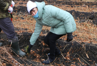 В Пензенской области планируют высадить более 120 тысяч сеянцев и саженцев деревьев