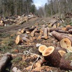 Пензенские браконьеры вырубили деревья на 4 миллиона рублей