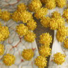 В Пензенской области выявлен коронавирус в 2 городах и 7 районах