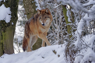 В Лунинском районе провели мероприятие по регулированию численности волков