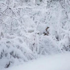 13 января в Пензенской области ожидается 26-градусный мороз