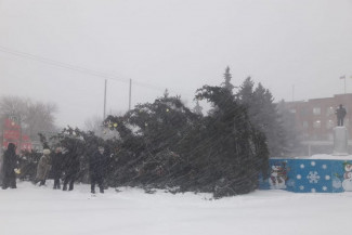 В Пензенской области ветер повалил елку на центральной площади города