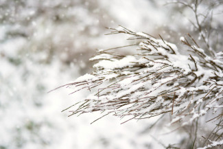 Воскресенье пензенцы снова встретят со снегом и минусовой температурой