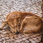 В Пензе усилят работу по отлову бездомных собак