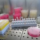 В Пензенской области провели более 818 тысяч тестов на коронавирус