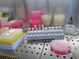 В Пензенской области провели более 818 тысяч тестов на коронавирус