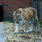 В Пензенском зоопарке умер амурский тигр