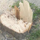 «Зачем так с липами?». В центре Пензы уничтожили взрослые деревья