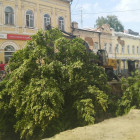 В мэрии Пензы прокомментировали уничтожение лип на улице Московской