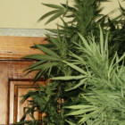 Полицейские установили пензенца, который выращивал в квартире многоэтажного дома растения рода «конопля-конабис»