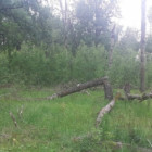 По факту смерти мужчины в лесу в Пензенской области начали проверку 