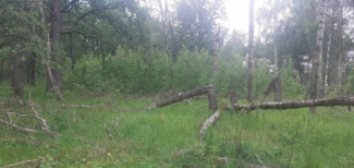 По факту смерти мужчины в лесу в Пензенской области начали проверку 