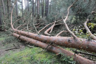 В Пензенской области браконьеры вырубили 17 деревьев
