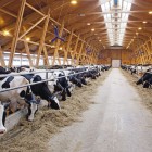 Пензенской области дополнительно выделят более 315 миллионов на развитие животноводства