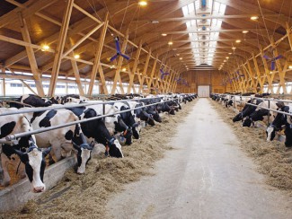 Пензенской области дополнительно выделят более 315 миллионов на развитие животноводства