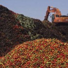 В Пензе уничтожат 300 кило санкционных яблок