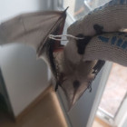 В Пензе в квартиру жилого дома залетела летучая мышь