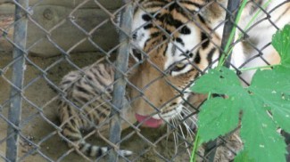 Двухмесячные тигрята предстали перед глазами посетителей Пензенского зоопарка