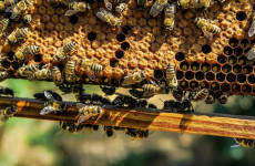 В Пензенской области определят лучшего пчеловода